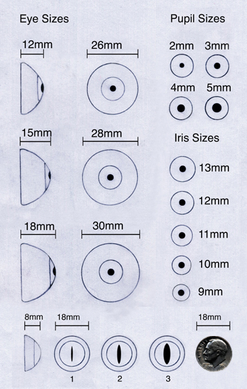 size of human eyeball